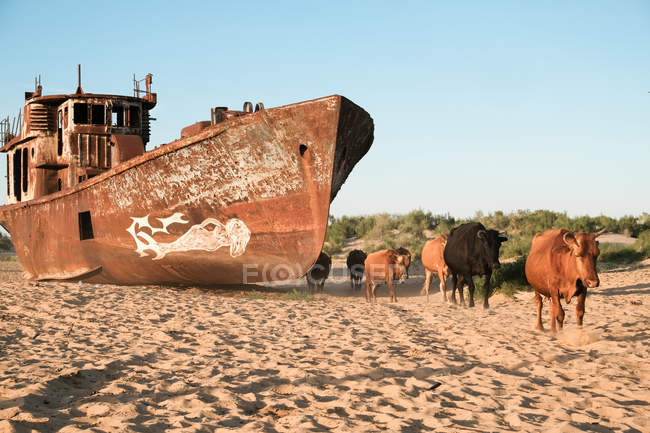 Узбекистан, крупный рогатый скот и обломки на песчаном берегу реки Амударьи — стоковое фото