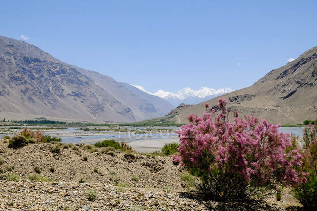Tayikistán, Flora del Valle de Wakhan, vista de las montañas en el fondo - foto de stock