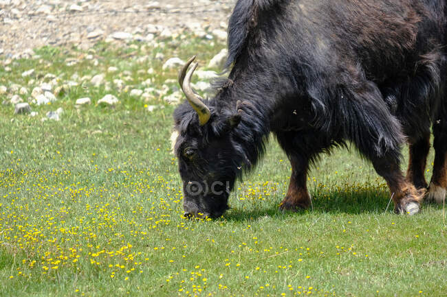 Tajikistan, sheep grazing on green grass of valley near Murghab. — Stock Photo