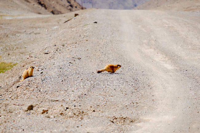 Marmottes flottantes traversant une route vide, Tadjikistan — Photo de stock