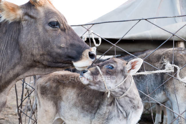 Kirguistán, región de Naryn, distrito de Kochkor, vaca y ternera cerca de la valla - foto de stock