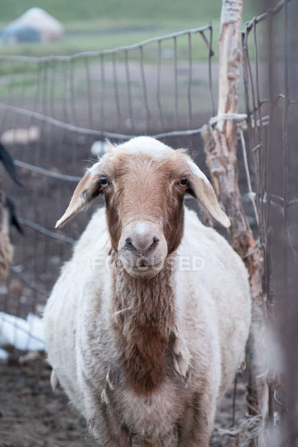 Kirghizistan, région de Naryn, district de Kochkor, moutons au Kirghizistan — Photo de stock