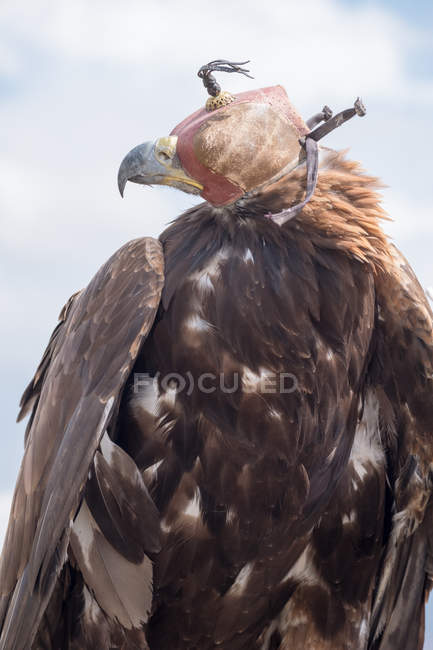 Kirguistán, región de Issyk-Kul, Ak Say, Águila Dorada en Kirguistán - foto de stock