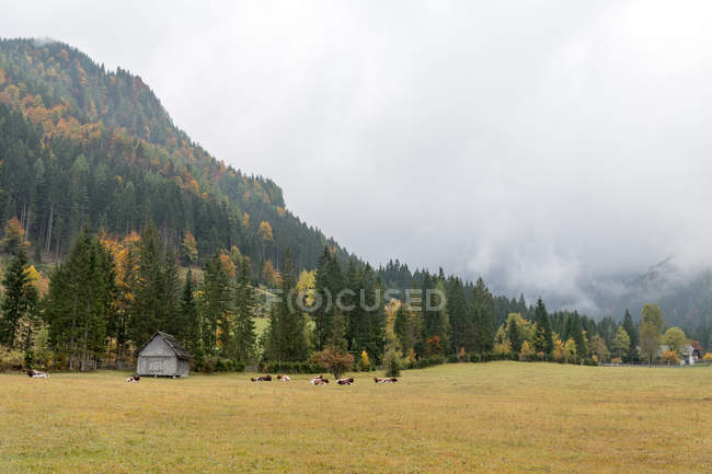 Austria, Carinthia, Ferlach, In Bodental in autumn, wooden hut by forest and mountain in foggy weather — Stock Photo