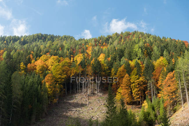 Австрия, Каринтия, Ференц, Бодентал, осень в лесу — стоковое фото