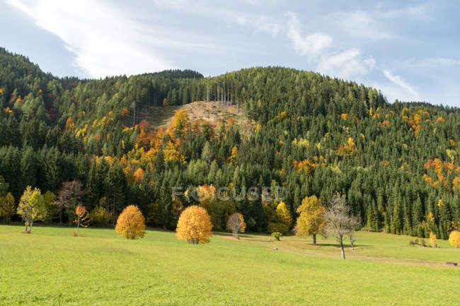 Áustria, Caríntia, Ferlach, Prado dental por floresta no outono — Fotografia de Stock