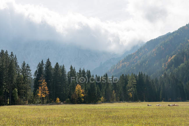 Austria, Carinthia, Ferlach, Bodental at meadow in autumn by forest — Stock Photo