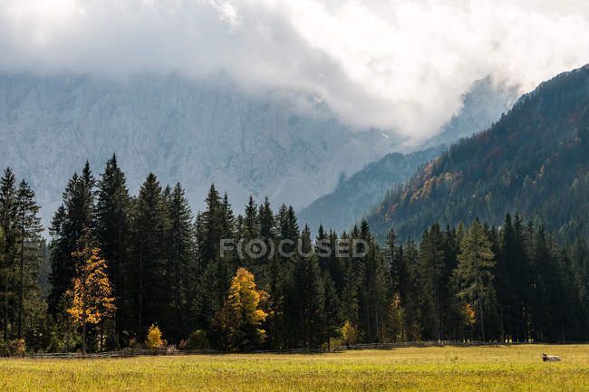 Поля і ліси з гори на фоні в Bodental долині, Ферлах, Каринтія, Австрія — стокове фото