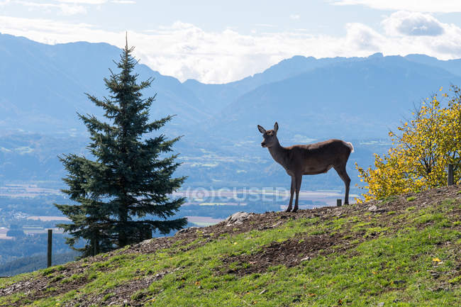 Austria, Carinthia, Magdalensberg, Deer standing on meadow in Magdalensberg — Stock Photo