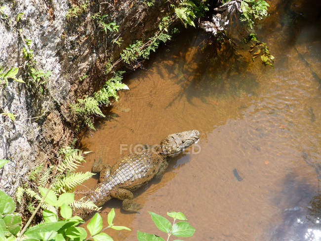 Vista superior do crocodilo deitado na água, Misiones, Puerto Iguazu, Argentina — Fotografia de Stock