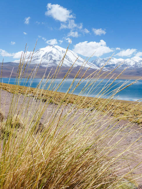Чили, Region de Antofagasta, El Loa, Laguna Miscanti, panorama through blades of grass — стоковое фото