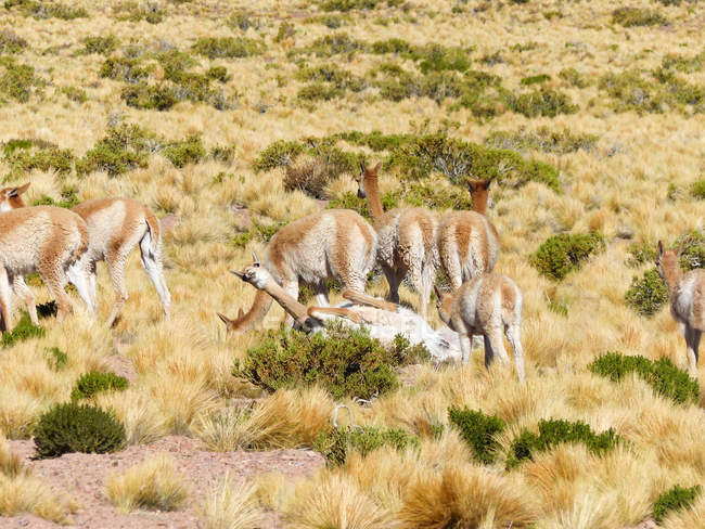 Chile, Región de Antofagasta, El Loa, San Pedro de Atacama, rebaño de vicunas en pradera - foto de stock