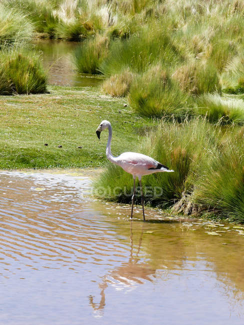 Чили, El Loa, San Pedro de Atacama, flamingo by green grassy lake shore — стоковое фото