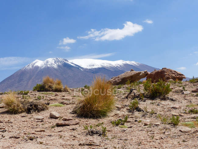 Bolívia, Departamento de Potosi, Província de Nor Lopez, gramíneas e rochas na frente de montanhas cobertas de neve — Fotografia de Stock