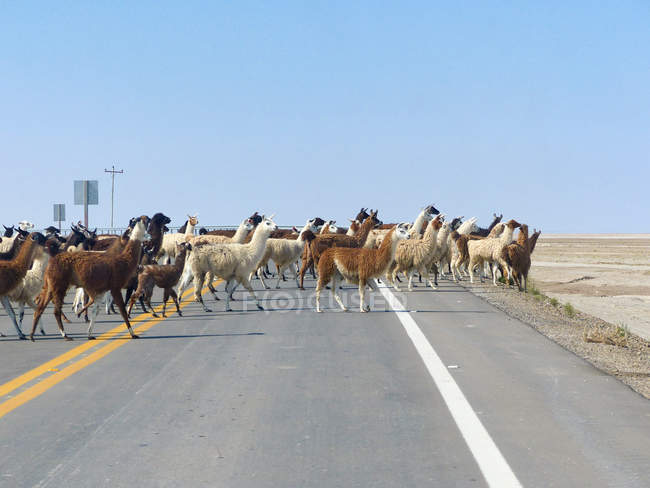 Bolivien, Departement Potosi, Provinz Daniel Campos, Uyuni, Lamas überqueren Straße — Stockfoto