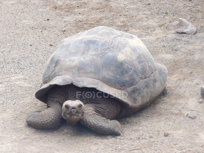 Ecuador, Galápagos, tortuga en playa de arena - foto de stock