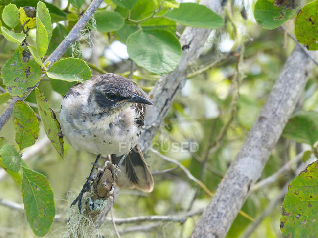 Equateur, Islas Gal ? pagos, Galapagos, oiseau dans l'arbre — Photo de stock