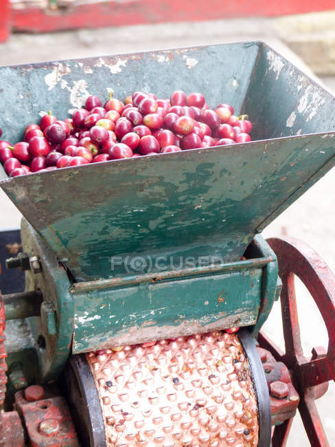 Colombia, Risaralda, Pereira, bayas de café en máquina - foto de stock