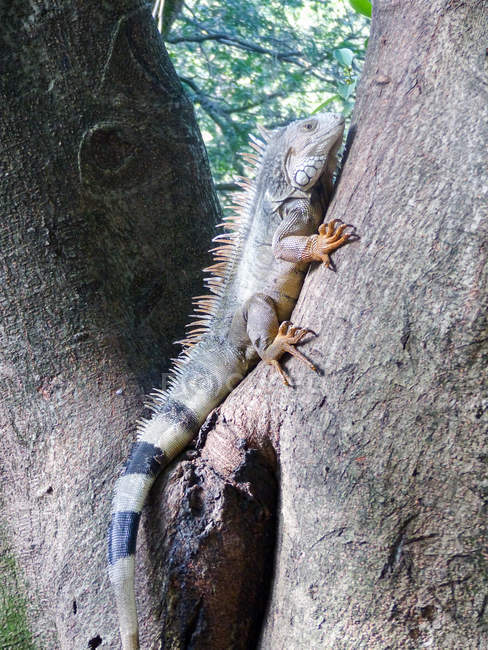 Colombia, Antioquia, Medellin, Iguana on tree in natural reserve — Stock Photo