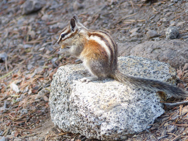 États-Unis, Californie, Mammoth Lakes, Chipmunk manger sur la pierre — Photo de stock
