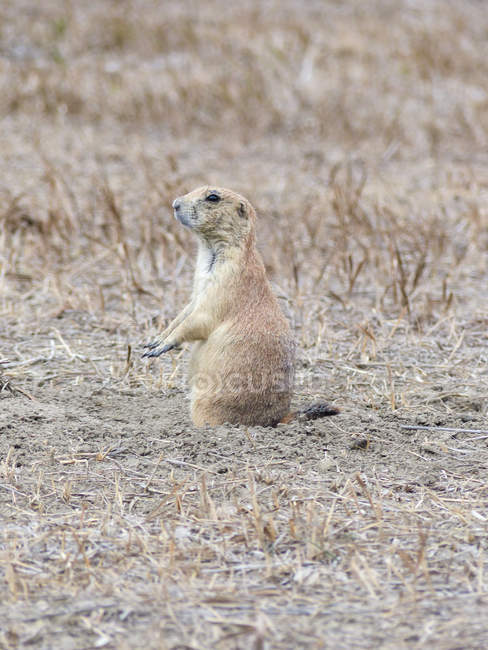 EUA, Dakota do Sul, Badlands, cão de pradaria no chão em campo — Fotografia de Stock