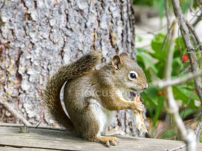 USA, Wyoming, Grand Teton, American squirrel eating in woods. — Stock Photo