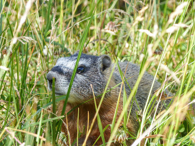 États-Unis, Wyoming, Parc national de Yellowstone, marmotte dans l'herbe — Photo de stock