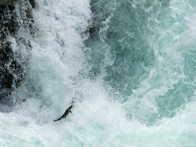 Canada, British Columbia, Alberni-Clayoquot, Jumping Salmon — Stock Photo