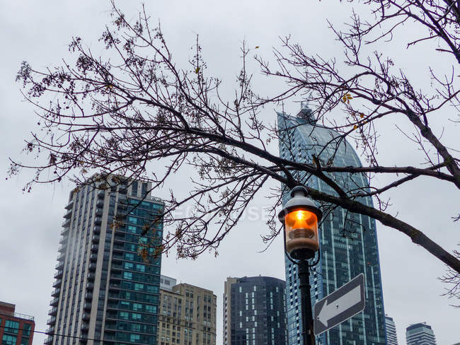 Канада, Онтарио, Торонто, вид через филиалы на небоскребах — стоковое фото