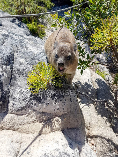 Rock hyrax em rochas na Cidade do Cabo, Western Cape, África do Sul — Fotografia de Stock