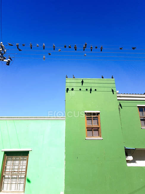 Palomas sentadas en líneas eléctricas sobre coloridas casas de Bo-Kaap, Schotsche Kloof, Ciudad del Cabo, Cabo Occidental, Sudáfrica - foto de stock