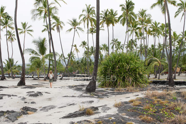 Estados Unidos, Hawai, Capitán Cook, lava encubierta y palmeras en la costa del Parque Histórico Nacional Puuhonua O Honaunau.. - foto de stock