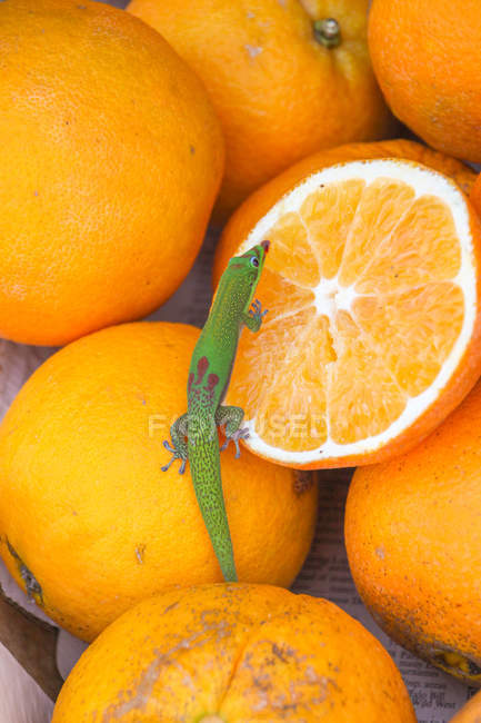 Gekko rastejando na pilha de frutas laranja no mercado — Fotografia de Stock