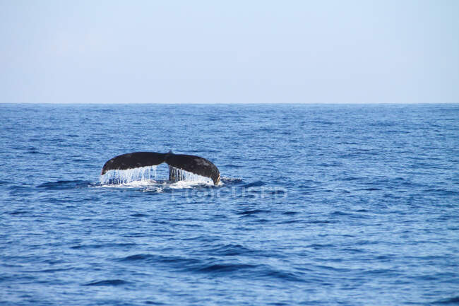 Usa, Hawaii, Kailua-Kona, trematode di balena durante il tour di osservazione delle balene. — Foto stock