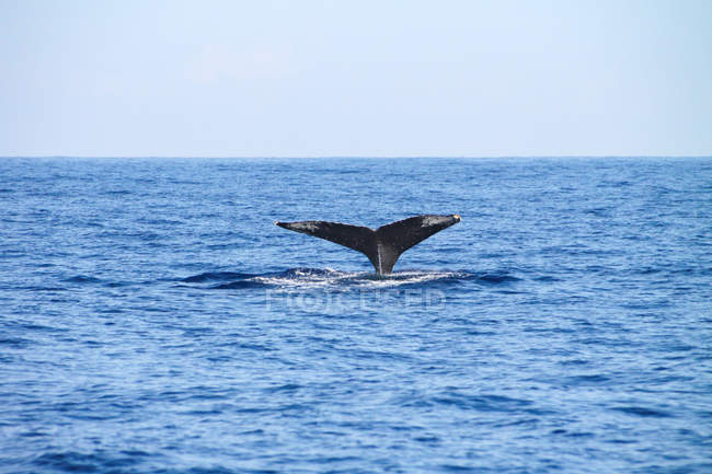 Fluke de ballena en el mar, Kailua-Kona, Hawaii, EE.UU. - foto de stock