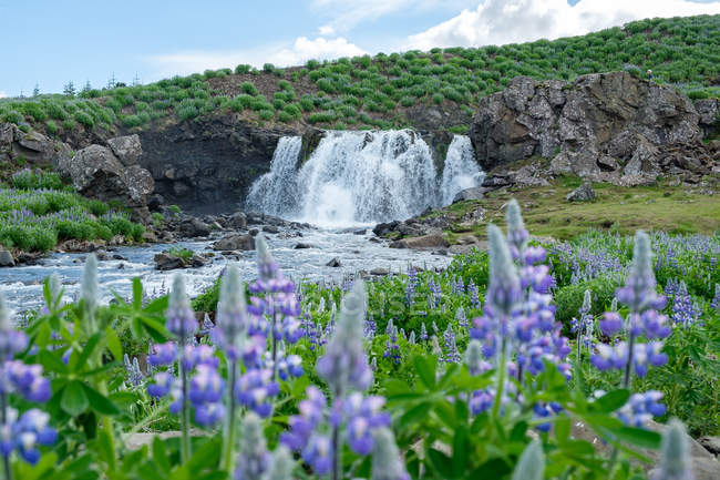 Fossarrett водоспад з квітучими квітами Люпин на передньому плані, Ісландії, Рейк'явіку — стокове фото