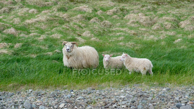 Bélier adulte avec agneaux sur herbe verte luxuriante — Photo de stock