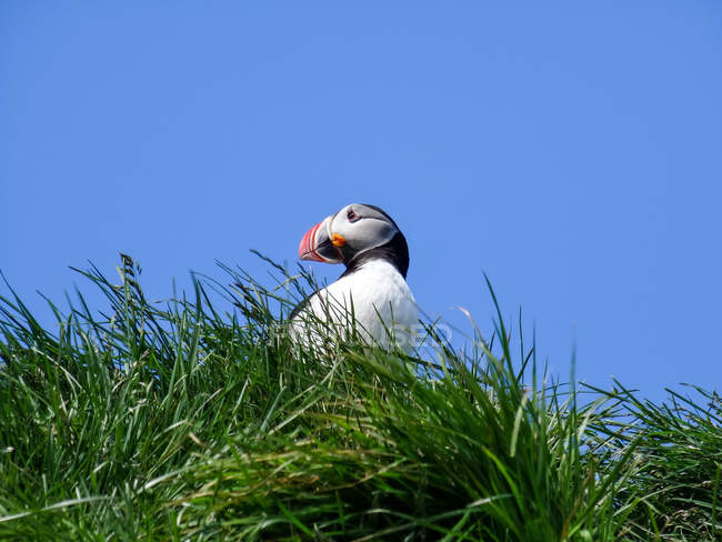 Низький кут зору puffin сидячи на зеленій траві з зніміть Синє небо — Stock Photo
