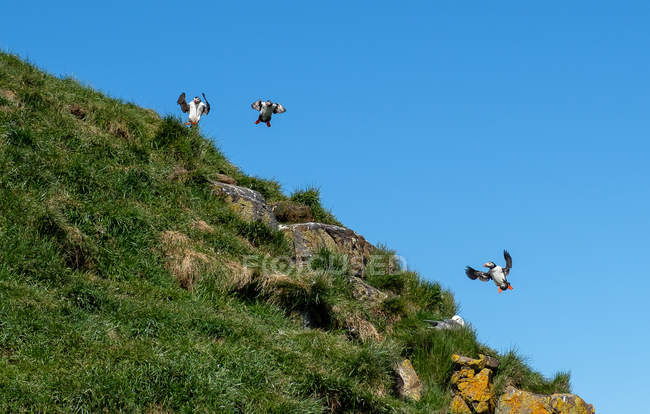 Tres aves de frailecillo volando sobre una colina verde - foto de stock
