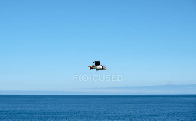 Пухнастий птах, що летить над лінією горизонту на блакитному небі — стокове фото