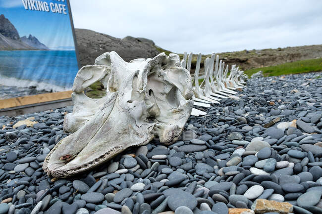 Islândia, Sveitarf lagi Hornafjrur, esqueleto de uma baleia no chão — Fotografia de Stock
