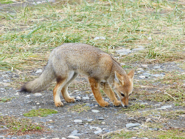 Вид сбоку маленького лиса на грязной земле — стоковое фото