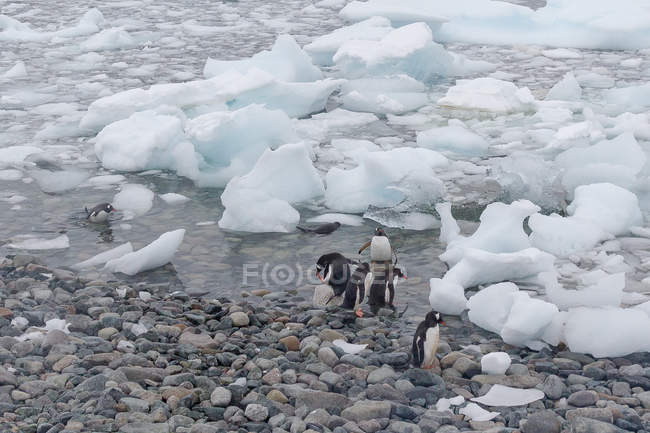 Antarctica, penguins play the water — Stock Photo