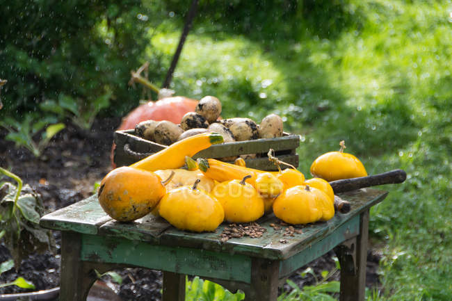 Gourds and zucchinis on rustic table in garden — Stock Photo