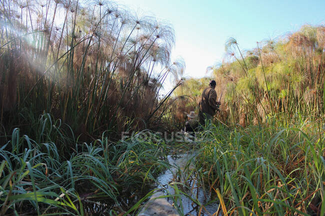 Hombres que navegan en lancha mokoro a través de los arbustos de las plantas de Cyperus Papyrus, delta del Okavango, Botswana. - foto de stock
