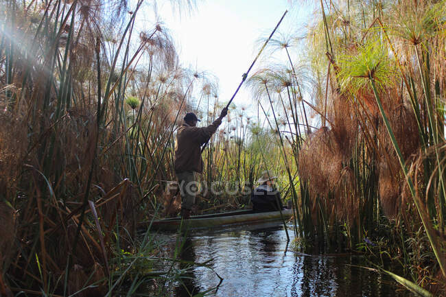Hombres que navegan en lancha mokoro a través de los arbustos de las plantas de Cyperus Papyrus, delta del Okavango, Botswana. - foto de stock