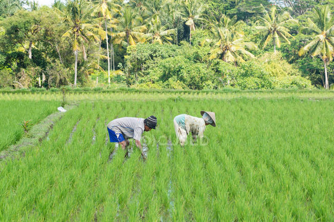 Indonesia, Bali, Badung, Jatiluwih, people working at rice terraces — Stock Photo