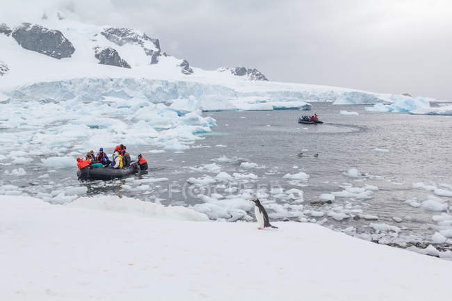 Antártida, Estación Británica No61, gente en botes por bahía helada con pingüino - foto de stock