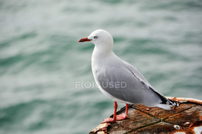 New Zealand, Auckland, Peaceful Seagull in the Port of Auckland — Stock Photo