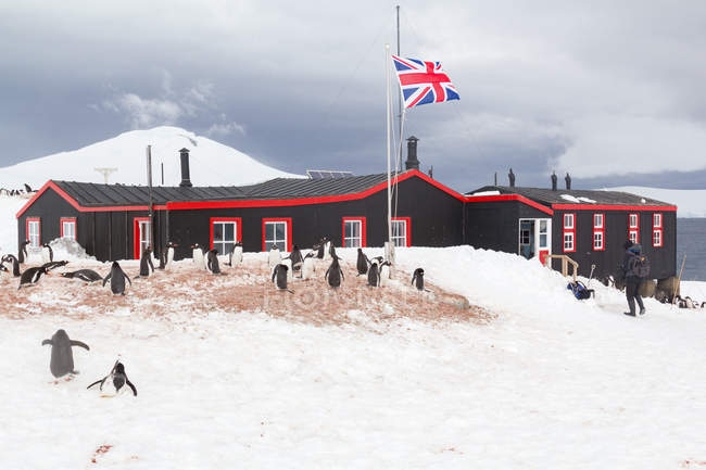 Антарктида, британская станция № 64, пингвины под британским флагом возле деревянной станционной хижины — стоковое фото
